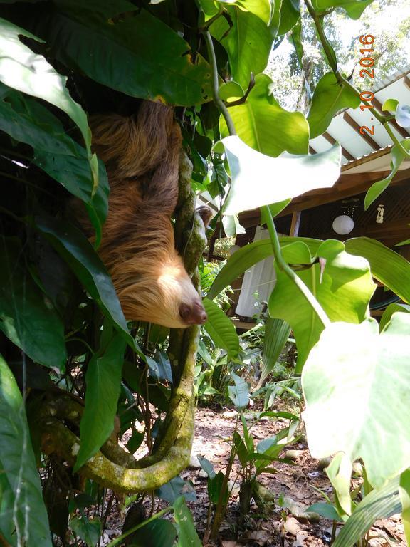 Casa Lina Sloth View Exotic Apartment With Privat Kitchen Puerto Viejo de Talamanca Exterior photo