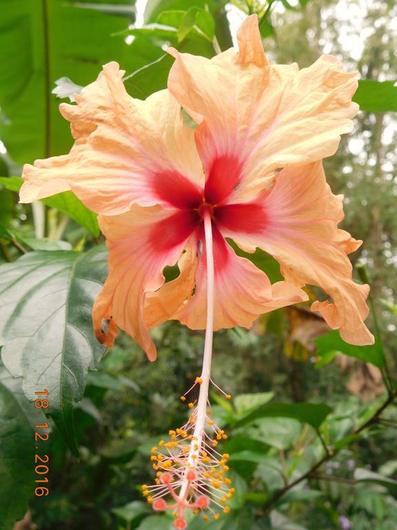 Casa Lina Sloth View Exotic Apartment With Privat Kitchen Puerto Viejo de Talamanca Exterior photo
